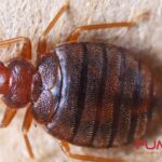 Cara Membasmi Kutu Busuk Dengan Baygon