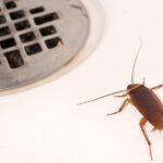 cara menghilangkan kecoa di kamar mandi