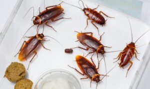 Cara Mengusir Kecoa di Rumah