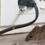 Pest Control Tikus Terbaik