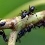 Gambar Cara Membasmi Semut Hitam di Pohon Mangga