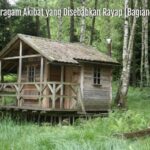 beragam akibat yang disebabkan rayap