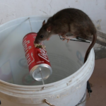 Gambar Cara Menjebak Tikus