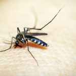 Cara Penularan Virus Zika