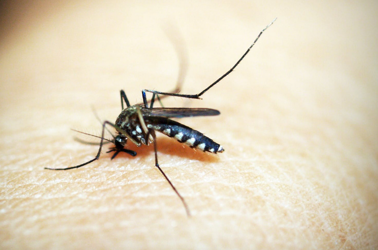 Cara Penularan Virus Zika