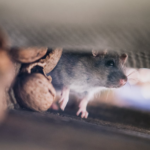 Gambar Perangkap tikus yang bisa dibuat sendiri dari bahan sederhana