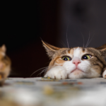 Tikus takut dengan apa, kucing