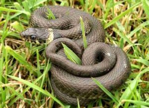 Gambar cara mengusir ular dari kebun