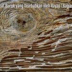 akibat buruk dari rayap