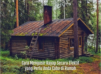 cara mengusir rayap