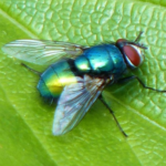 Gambar Bahaya lalat hijau
