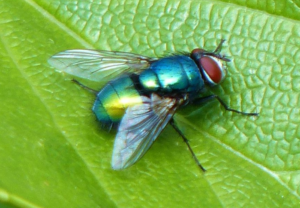 Gambar Bahaya lalat hijau