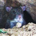 Gambar 2 - Cara mengusir tikus yang merajalela