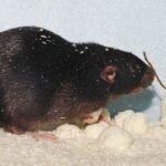 Gambar 1 - Mengenali jalur lintasan atau sarang tikus