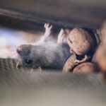 Gambar 2 - Cara mengusir tikus dari plafon rumah secara efektif