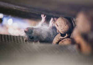 Gambar 2 - Cara mengusir tikus dari plafon rumah secara efektif