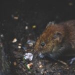 Gambar 2 - Cara mengusir tikus got dari rumah
