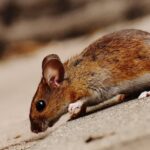 Gambar 2 - Langkah sederhana cara mengusir tikus dengan kapur barus