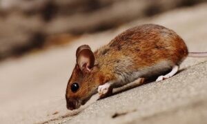 Gambar 2 - Langkah sederhana cara mengusir tikus dengan kapur barus