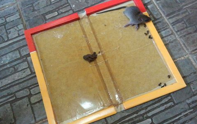 Gambar 1 - Jenis tikus rumah