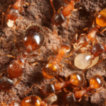 Gambar 1 - Siklus hidup semut, hewan dengan metamorfosis sempurna