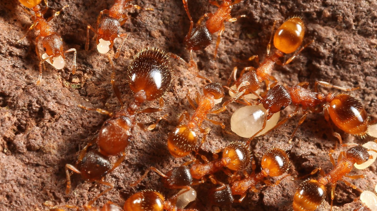 Gambar 1 - Siklus hidup semut, hewan dengan metamorfosis sempurna