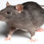 Gambar 1 - Tujuan pengendalian tikus