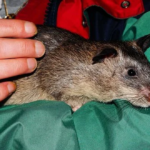 Gambar 2 - Tikus besar yang ada di Indonesia