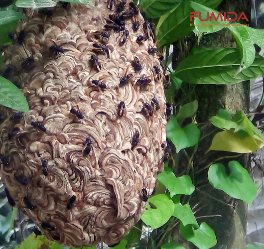 Gambar 3 - Cara mengusir lebah yang tepat