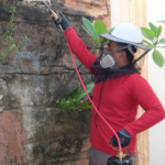 Gambar 3 - Perbedaan sarang tawon dan lebah