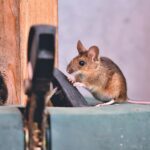 Mengapa Tikus Masuk Ke Dalam Rumah_2 (1)
