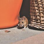 Mengapa Tikus Masuk Ke Dalam Rumah_3