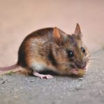 Tips-tips Mencegah Tikus Masuk Rumah_2