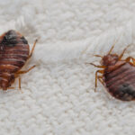 Bedbugs on a bed sheet