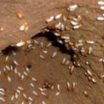 termite-10