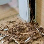 termite-4