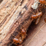 termite-6