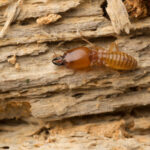 termite-7