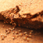 termite-9