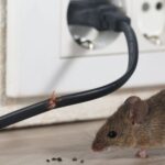 tikus-10