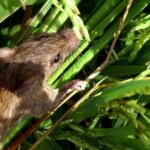 tikus-13