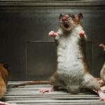 tikus-14
