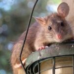 tikus-7