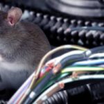 tikus-8