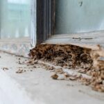 termite-5