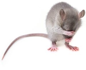 Usir Tikus dari Plafon Rumah