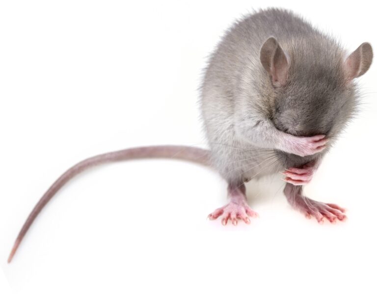 Usir Tikus dari Plafon Rumah