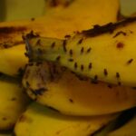 Cara Bebaskan Rumah dari Lalat Buah