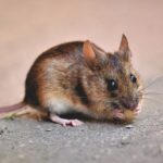 Penyebab Tikus Masuk Rumah dan Menyebarkan Penyakit