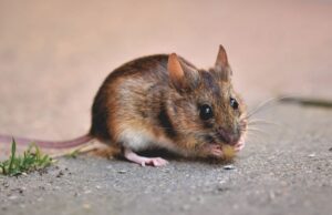 Penyebab Tikus Masuk Rumah dan Menyebarkan Penyakit